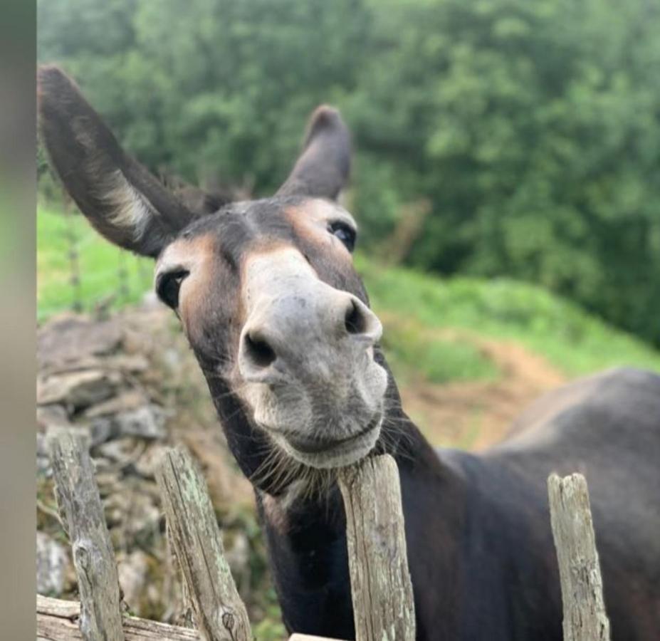 Agroturismo La Casona De Belmonte Ovinana  Kültér fotó