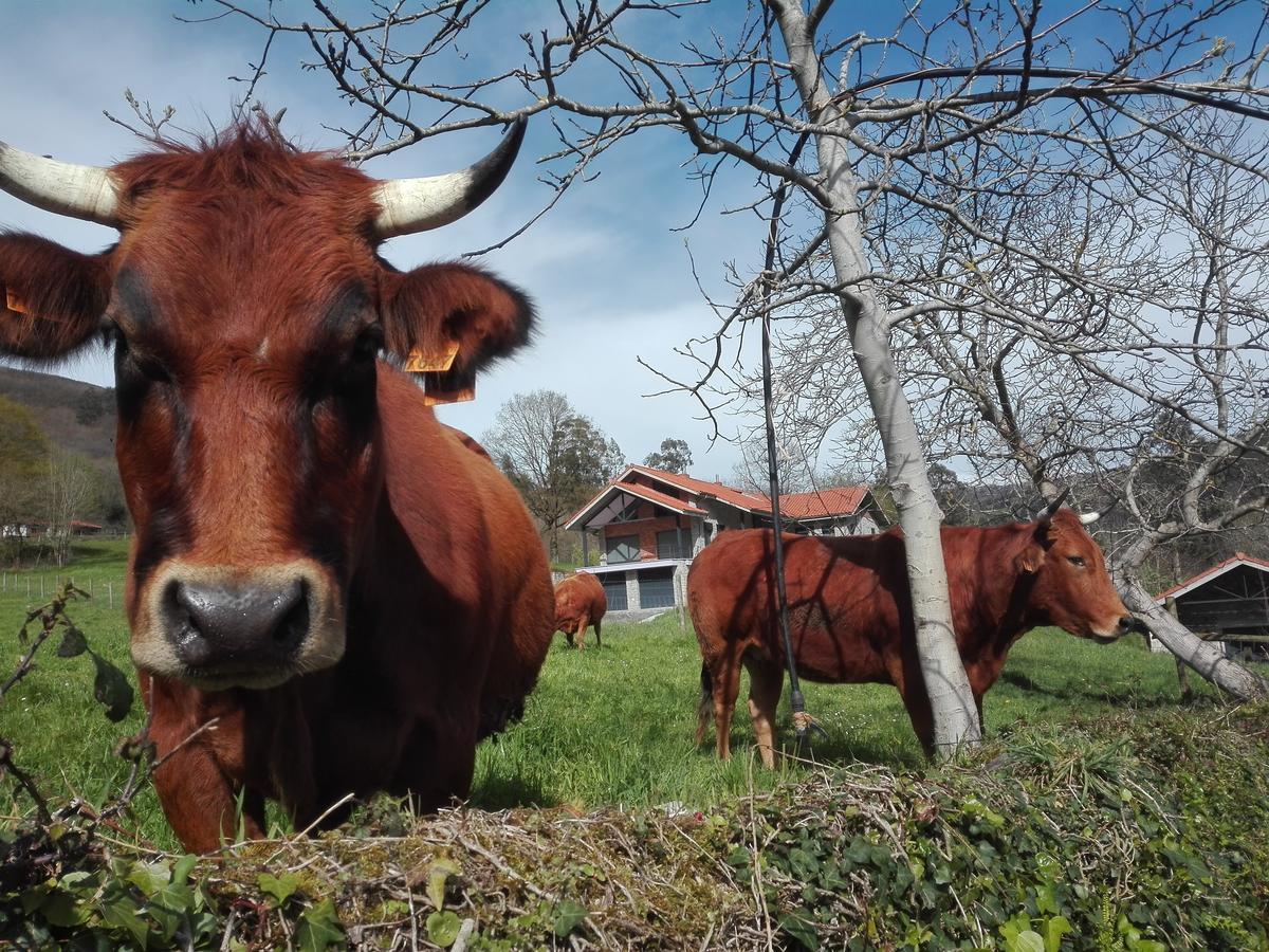 Agroturismo La Casona De Belmonte Ovinana  Kültér fotó